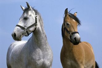 Zwei Pferde (Apfelschimmel links und Brauner rechts)